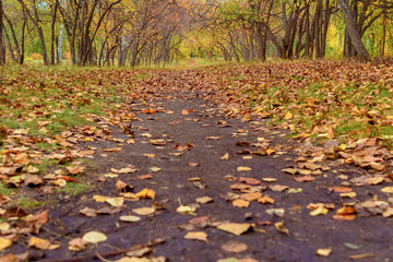 Bright autumn in the park / dry fallen leaves covered a forest path that went into the distance.