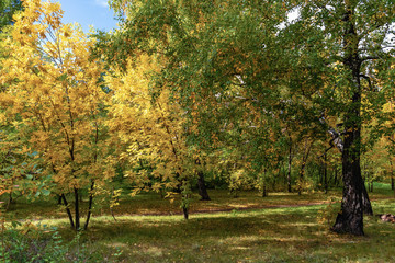Naklejka premium Bright autumn in the park / the rays of the sun break through the yellowing branches of trees and illuminate the forest path