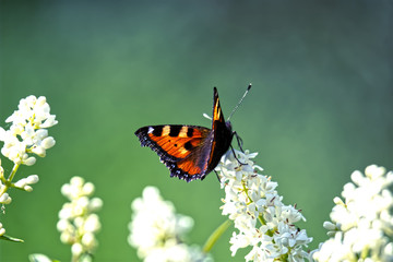 Schmetterling auf Ligusterblüte