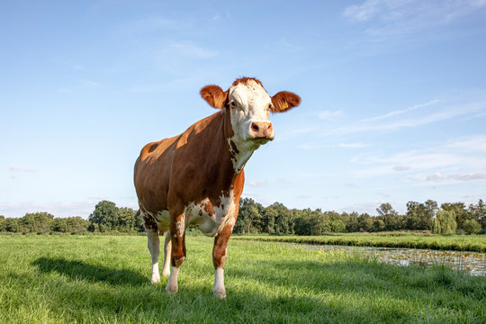 Red and white cow is provocative and suspicious, integral in front of the camera in the middle of a meadow.