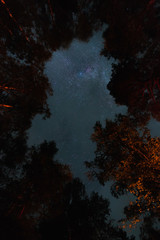 Bottom view of the starry sky with the milky way in the night forest