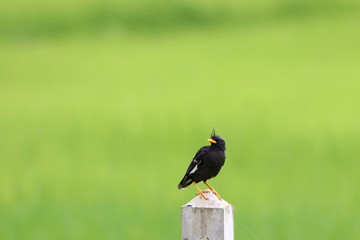 bird on the fence post