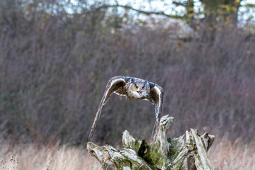 Eurasian Eagle Owl (Bubo bubo) flying over a meadow in Gloucestershire