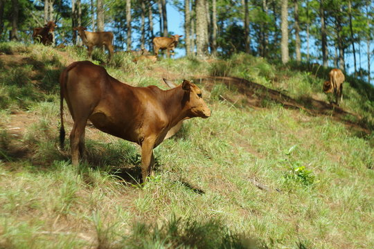 cows in the green farm and cattle feeding by environment friendly