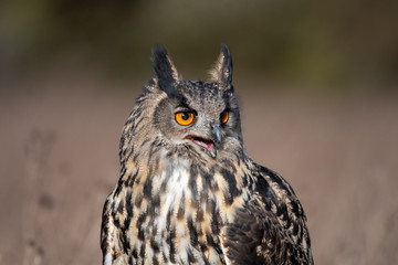 Portrait of an Eurasian Eagle Owl (Bubo bubo)