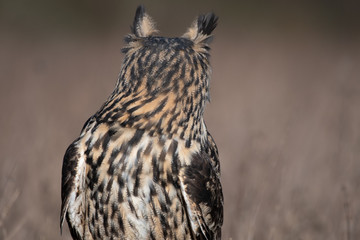Portrait of an Eurasian Eagle Owl (Bubo bubo)
