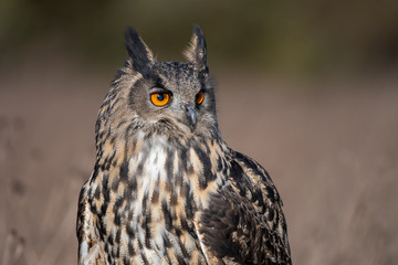 Portrait of an Eurasian Eagle Owl (Bubo bubo)