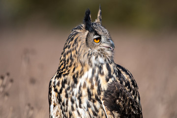 Portrait of an Eurasian Eagle Owl (Bubo bubo)