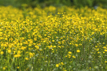 Fototapeta premium Yellow Ranunculus acris on the Spring Sunny Lawn