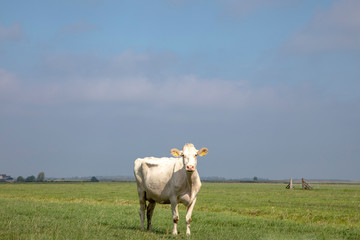 White cow in pasture, standing in the middle of the field fully in focus looking at the camera, grass blue sky.