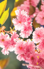 Beautiful nature scene with blooming cherry tree in spring. Sakura flowers in bloom.