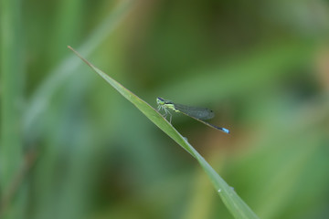 Eastern Forktail on Grass Leaf in Summer