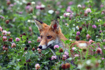 The red fox (vulpes vulpes) pokes his head out of the purple clover flowers. Portrait of a fox peeping out of a clover field.