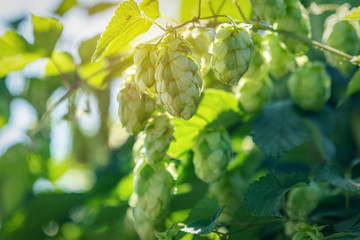 Fototapeta premium Hop with cones on the branch, warm sunny light, shallow depth of the field. October fest greeting card
