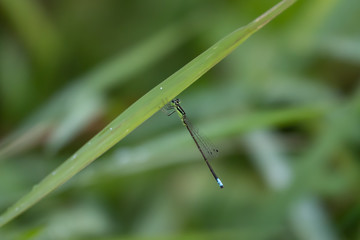 Eastern Forktail on Grass Leaf in Summer