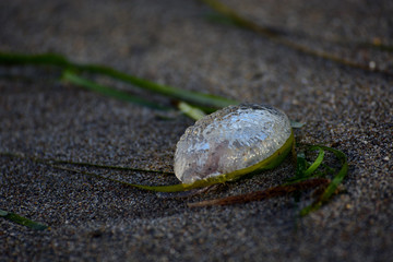 beautiful jellyfish on the seashore surrounded by seaweed