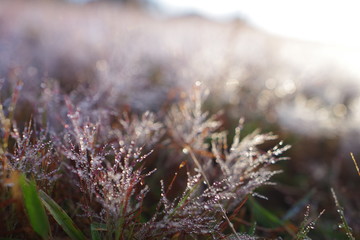 beauty dew on the pink grass, photo use for advertising, idea design and more