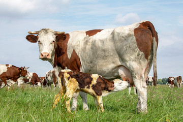 Obraz premium Montbeliarde calf, drinks milk from the udder, with milk froth on its face, from his suckling mother cow.