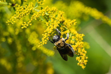 Eastern Carpenter Bee on Goldenrod Flowers in Summer