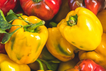 Fresh juicy harvesting yellow and red peppers. Top view, flat lay