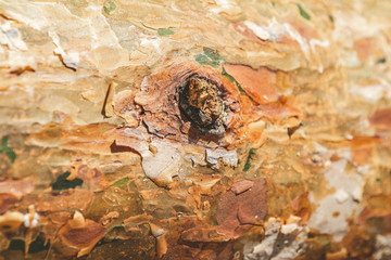 Pine bark close by. The texture of the tree trunk. The background of the live wood