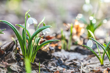 White blooming snowdrop folded or Galanthus plicatus. Spring sunny day in the forest. Beautiful Holiday greeting card. S