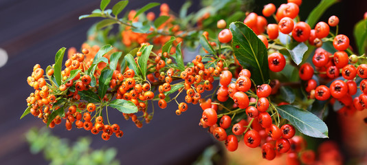 Beautiful red fruits of Rowan ripening on the branches.... 