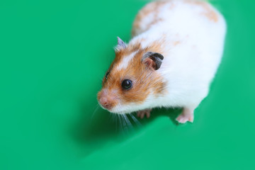 Hamster on a green background... 