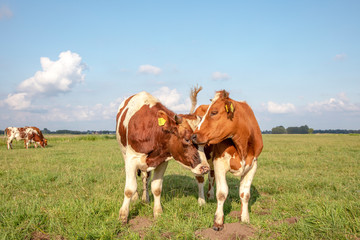 Two cows with horns. The one licks playfully, hugging and cuddling the other cow, in a green meadow.
