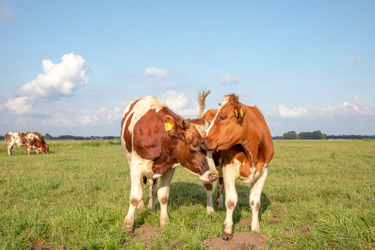 Two cows with horns. The one licks playfully, hugging and cuddling the other cow, in a green meadow.
