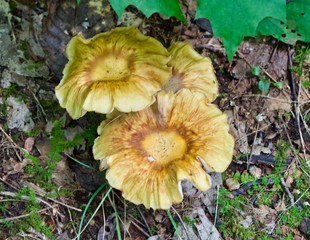 Chanterelle mushroom along the hiking trail