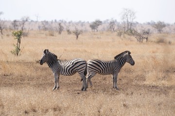 Fototapeta na wymiar zebra in Kruger National park