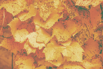 Golden grape leaves natural background