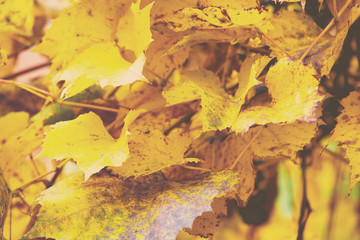 Golden grape leaves natural background