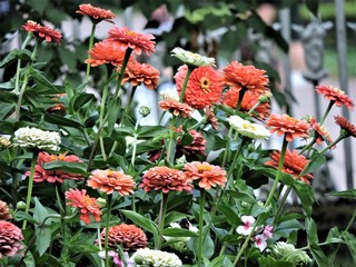 red flowers in the garden