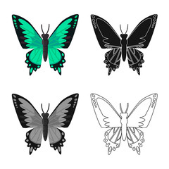 Fototapeta na wymiar Vector design of butterfly and species icon. Collection of butterfly and flying vector icon for stock.