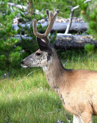 Mule Deer profile