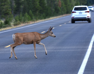 Fototapeta premium Mule Deer Crossing the Road