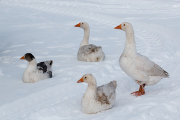 Geese walk on the snow