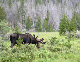 Moose in the Rocky Mountains