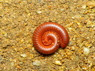 Millipedes Red walking on the ground