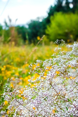 Wild Gypsophila flowers on summer meadow background