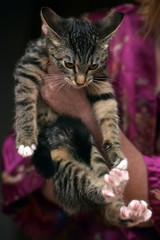 young striped playful cat