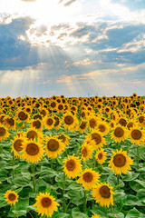 Fototapeta premium Field of sunflowers