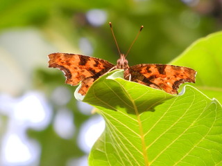 butterfly relaxed on a nut leaf