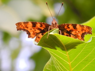 butterfly relaxed on a nut leaf