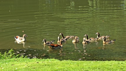 Nilganspaar (Alopochen aegyptiaca) mit acht Küken im Wasser