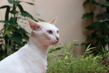 Naklejka na ściany i meble White cat with brown ear on green nature background.