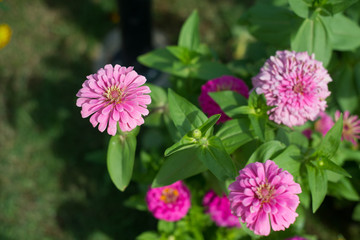 Pink Zinnia flower in garden