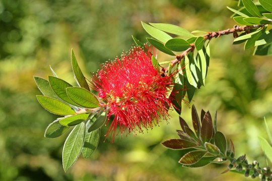 Bl&uuml;tenstand eines Zylinderputzers (Callistemon)